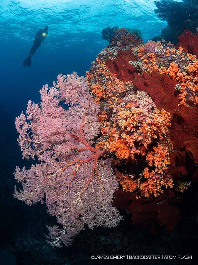 ©James Emery - Backscatter Atom Flash Underwater Strobe Review - TTL SCENE OF MOVING BIG SUBJECT (multiple shots of same subject of different distances)