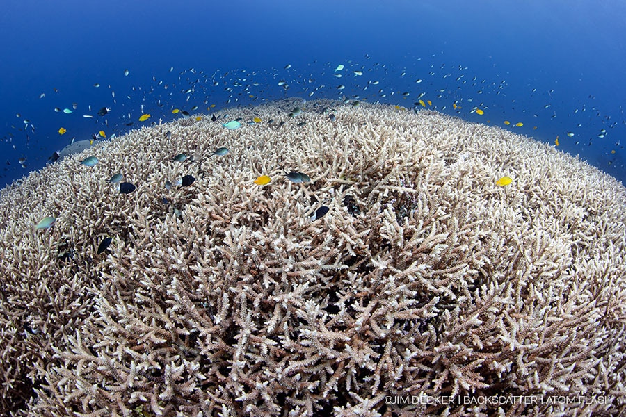 ©Jim Decker - Backscatter Atom Flash Underwater Strobe Review - 4500 shallow shot with