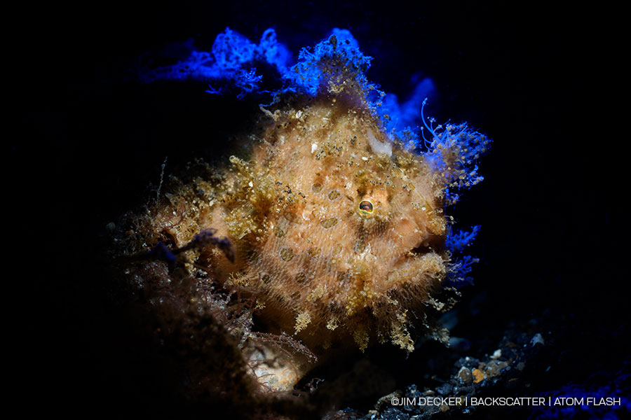 ©Jim Decker - Backscatter Atom Flash Underwater Strobe Review - INSERT COLOR FILTER IMAGE