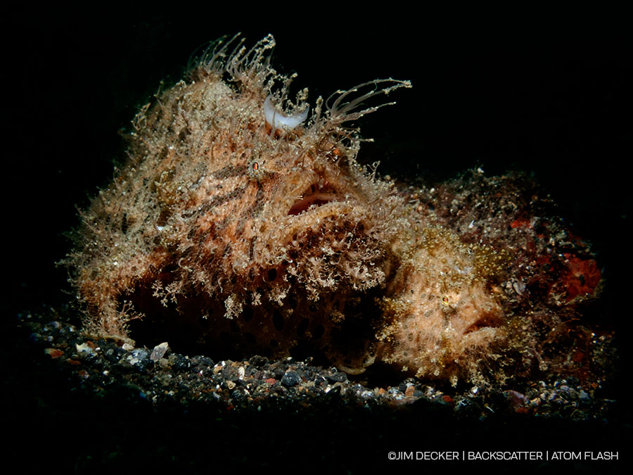 ©Jim Decker - Backscatter Atom Flash Underwater Strobe Review - snooted subject (with)