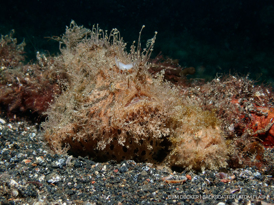 ©Jim Decker - Backscatter Atom Flash Underwater Strobe Review - snooted subject (without)