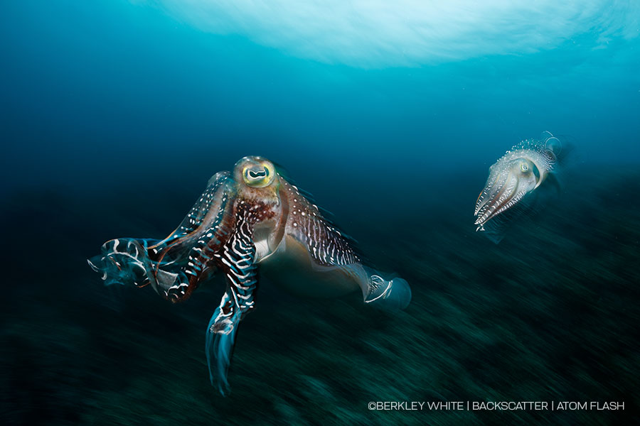 ©Backscatter - Backscatter Atom Flash Underwater Strobe Review -image blur shot