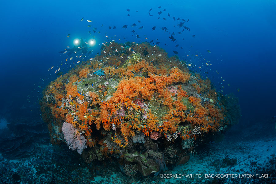 ©Backscatter - Backscatter Atom Flash Underwater Strobe Review - A scene that illustrates diffuser coverage, either a dome for a big wide evenly lit scene, or something more narrow without a diffuser, something to illustrate this point.
