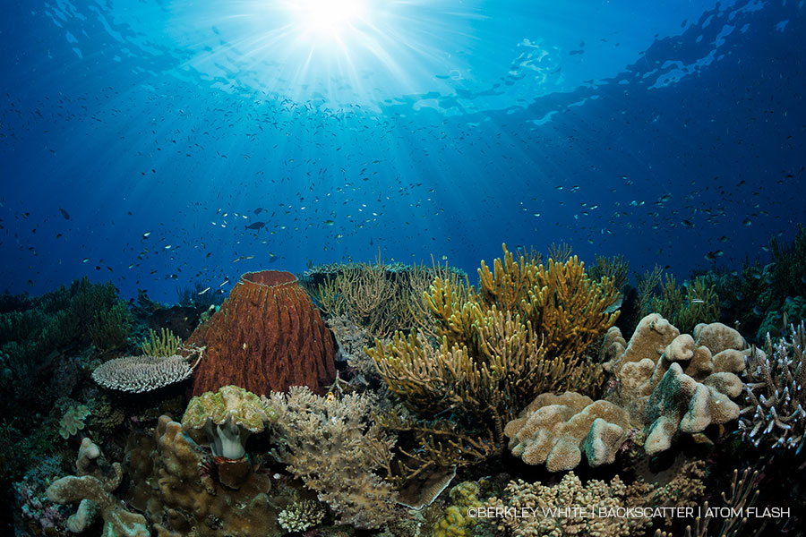 ©Berkley White - Backscatter - Backscatter Atom Flash Underwater Strobe Review - BIG WIDE, BRIGHT SCENE SHOT WITH AN ATOM FLASH