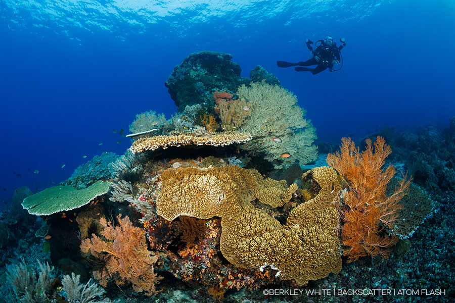 ©Backscatter - Backscatter Atom Flash Underwater Strobe Review - insert pool board of flash