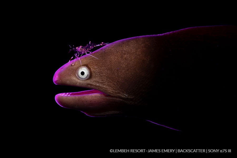 © James Emery - Sistema di filtri colorati a retrodiffusione - anguilla con gamberetti e retroilluminazione viola