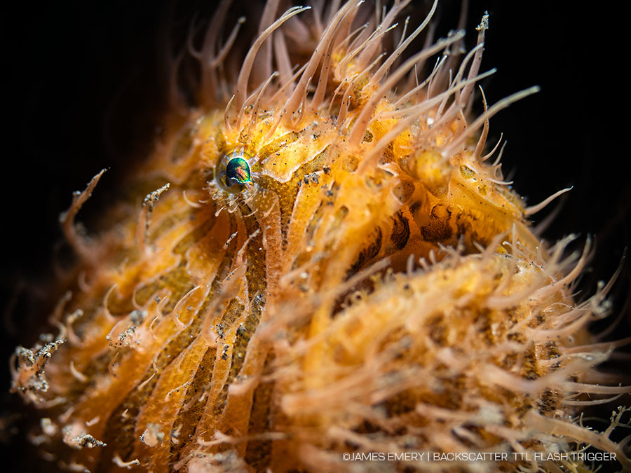 ©James Emery - Backscatter TTL Smart Control Flash Trigger - UW image
