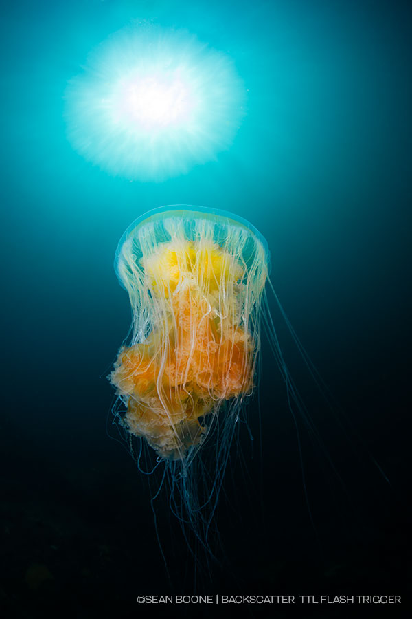 ©Sean Boone - Backscatter TTL Smart Control Flash Trigger - Jellyfish