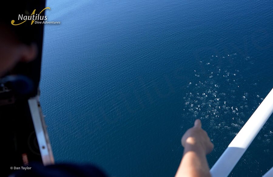©Dan Taylor - Mobulas & Orcas Sea of Cortez Mexico, Nautilus Galant Lady with Aerial Support - Finding Mobulas