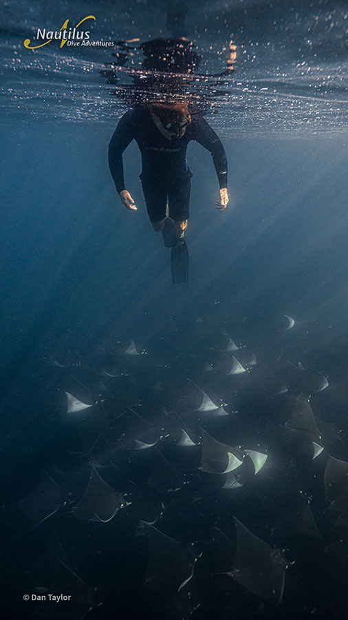 ©Dan Taylor - Mobulas & Orcas Sea of Cortez Mexico, Nautilus Galant Lady with Aerial Support - Snorkeling with Mobulas