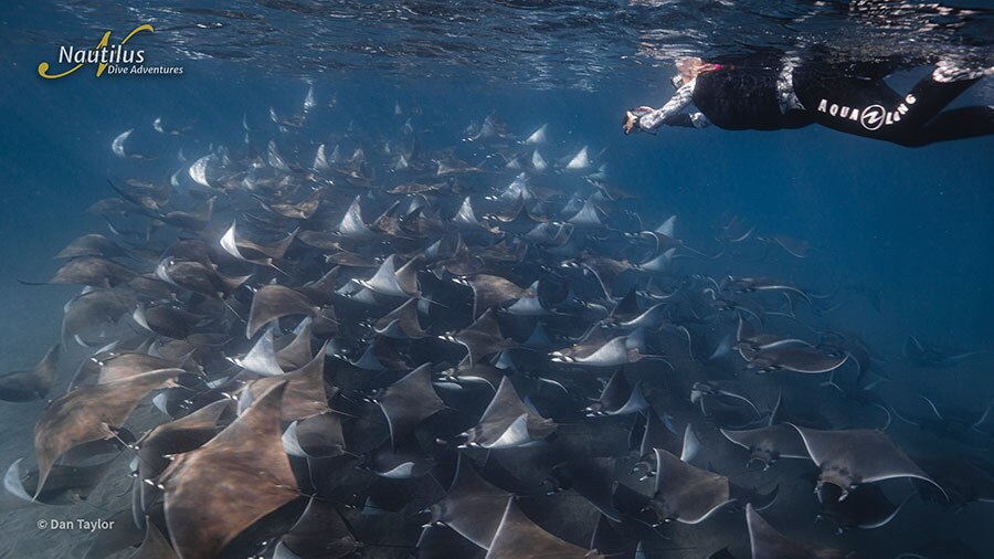 ©Dan Taylor - Mobulas & Orcas Sea of Cortez Mexico, Nautilus Galant Lady with Aerial Support - Mobulas 2