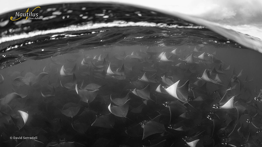 ©David Serradell - Mobulas & Orcas Sea of Cortez Mexico, Nautilus Galant Lady with Aerial Support - Mobulas black & white