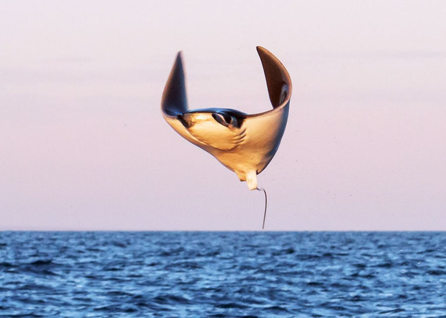 Mobulas & Orcas Sea of Cortez Mexico, Nautilus Galant Lady with Aerial Support - Flying Mobula
