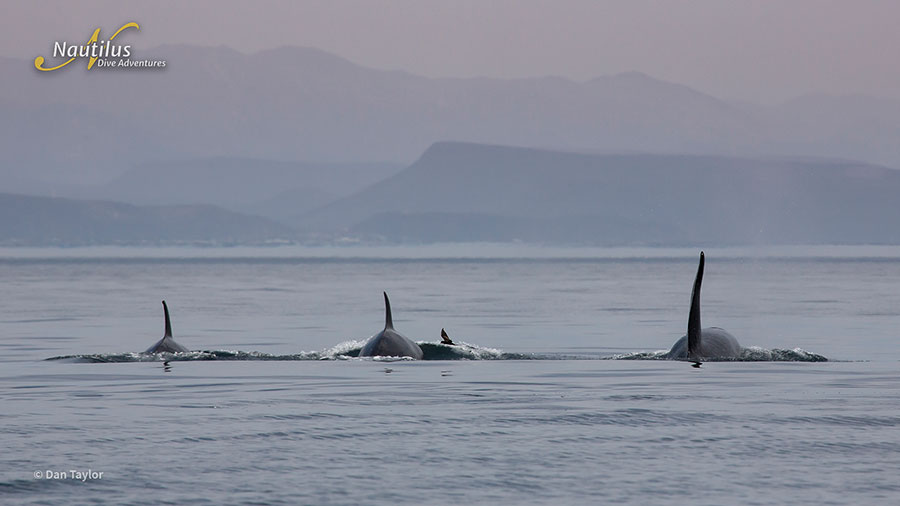 ©Dan Taylor - Mobulas & Orcas Sea of Cortez Mexico, Nautilus Galant Lady with Aerial Support - Orca Pod