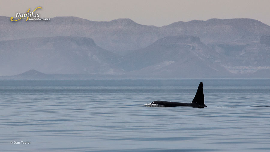 ©Dan Taylor - Mobulas & Orcas Sea of Cortez Mexico, Nautilus Galant Lady with Aerial Support - Lone Orca