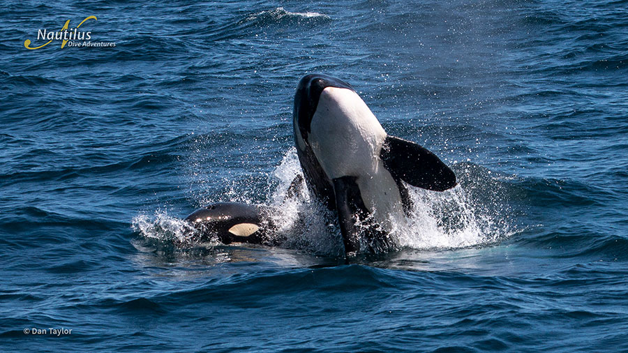 ©Dan Taylor - Mobulas & Orcas Sea of Cortez Mexico, Nautilus Galant Lady with Aerial Support - Orca Jump