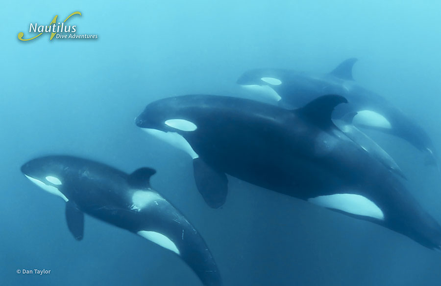 ©Dan Taylor - Mobulas & Orcas Sea of Cortez Mexico, Nautilus Galant Lady with Aerial Support - Orca 4