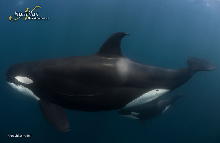 ©David Serradell - Mobulas & Orcas Sea of Cortez Mexico, Nautilus Galant Lady with Aerial Support - Orca with calf