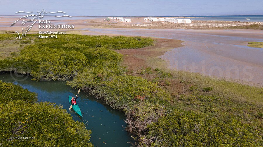 Baja Mexico Gray Whale Trip - David Serradell - Kayak
