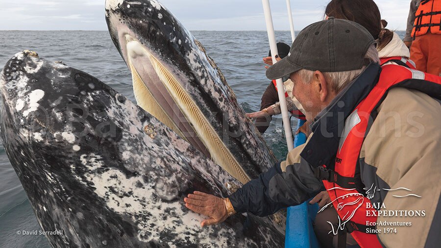 Baja Mexico Gray Whale Trip - David Serradell - Gray Whale Touch