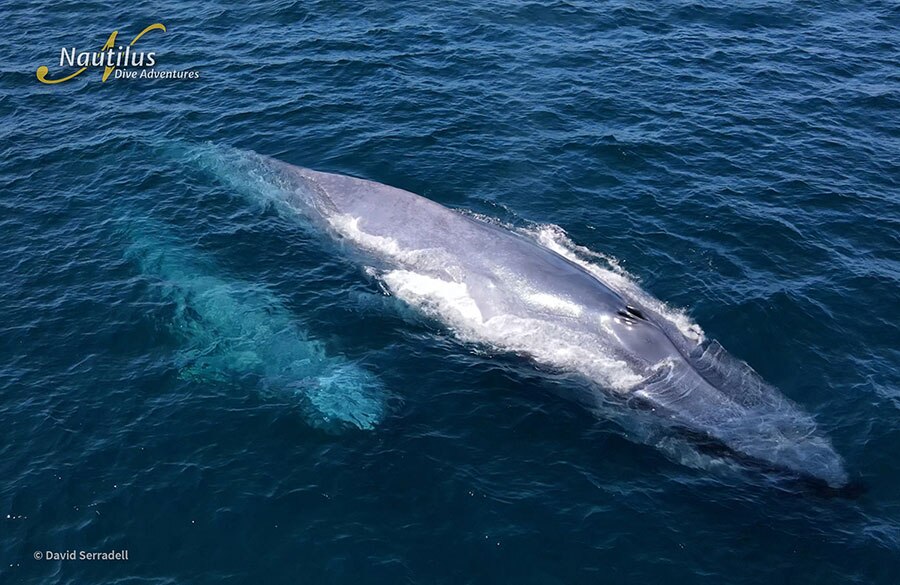 Baja Mexico Gray Whale Trip - Trip Map