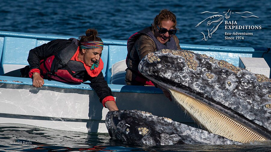 Baja Mexico Gray Whale Trip - David Serradell - Gray Whale Open Mouth Side