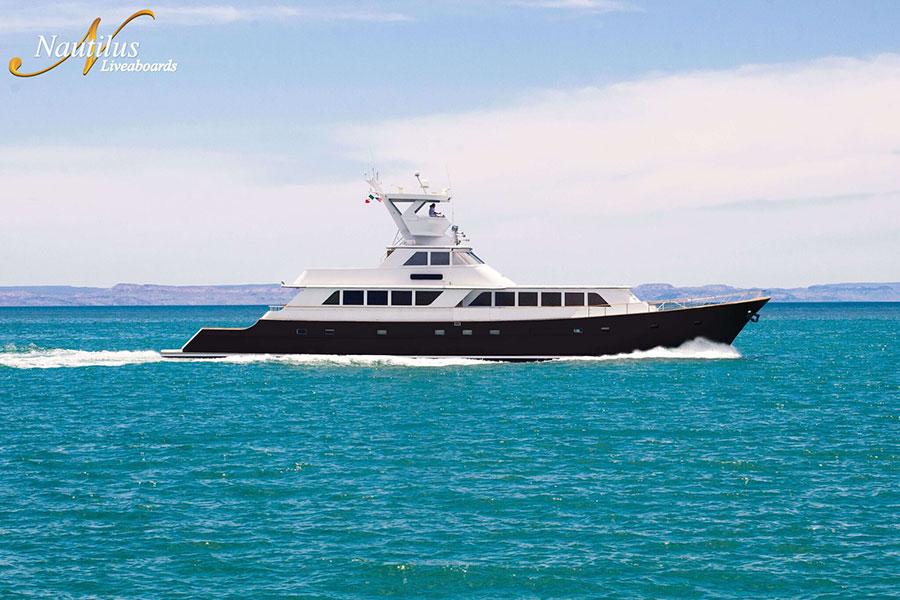 Baja Mexico Gray Whale Trip - Nautilus Liveaboards