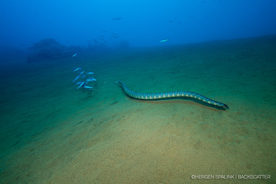 Alor & Banda Sea Indonesia – Samambaia - subculturetravel 016