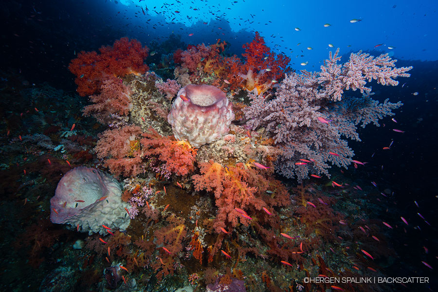 Alor & Banda Sea Indonesia – Samambaia - Lucipara subculturetravel 017