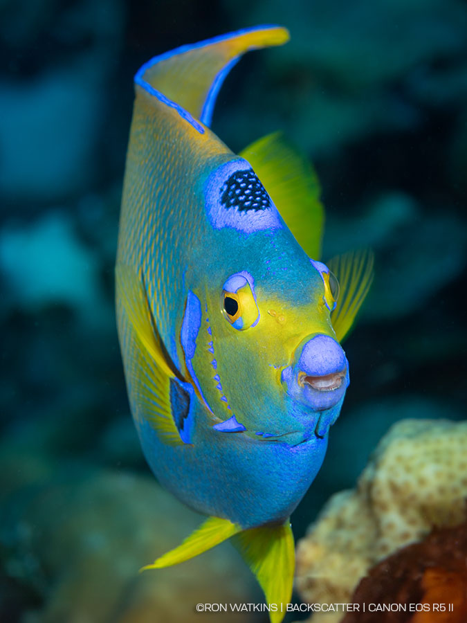 Photogram Fish Pro Photographer's First Dives with a Mirrorless Camera - Underwater ...