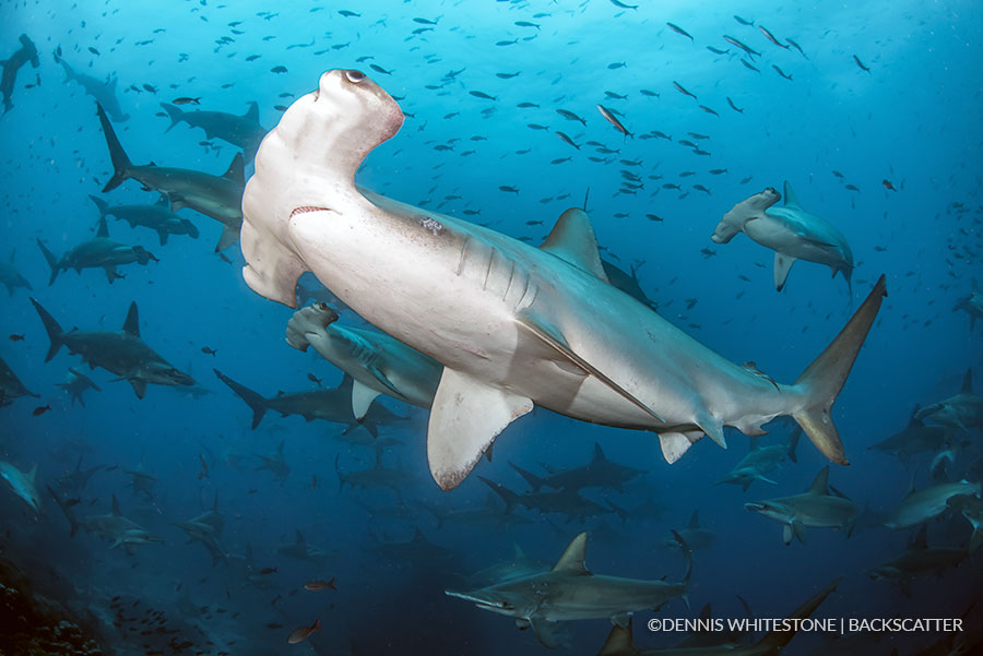 Galapagos_Dennis_Whitesetone_Scalloped_hammerhead