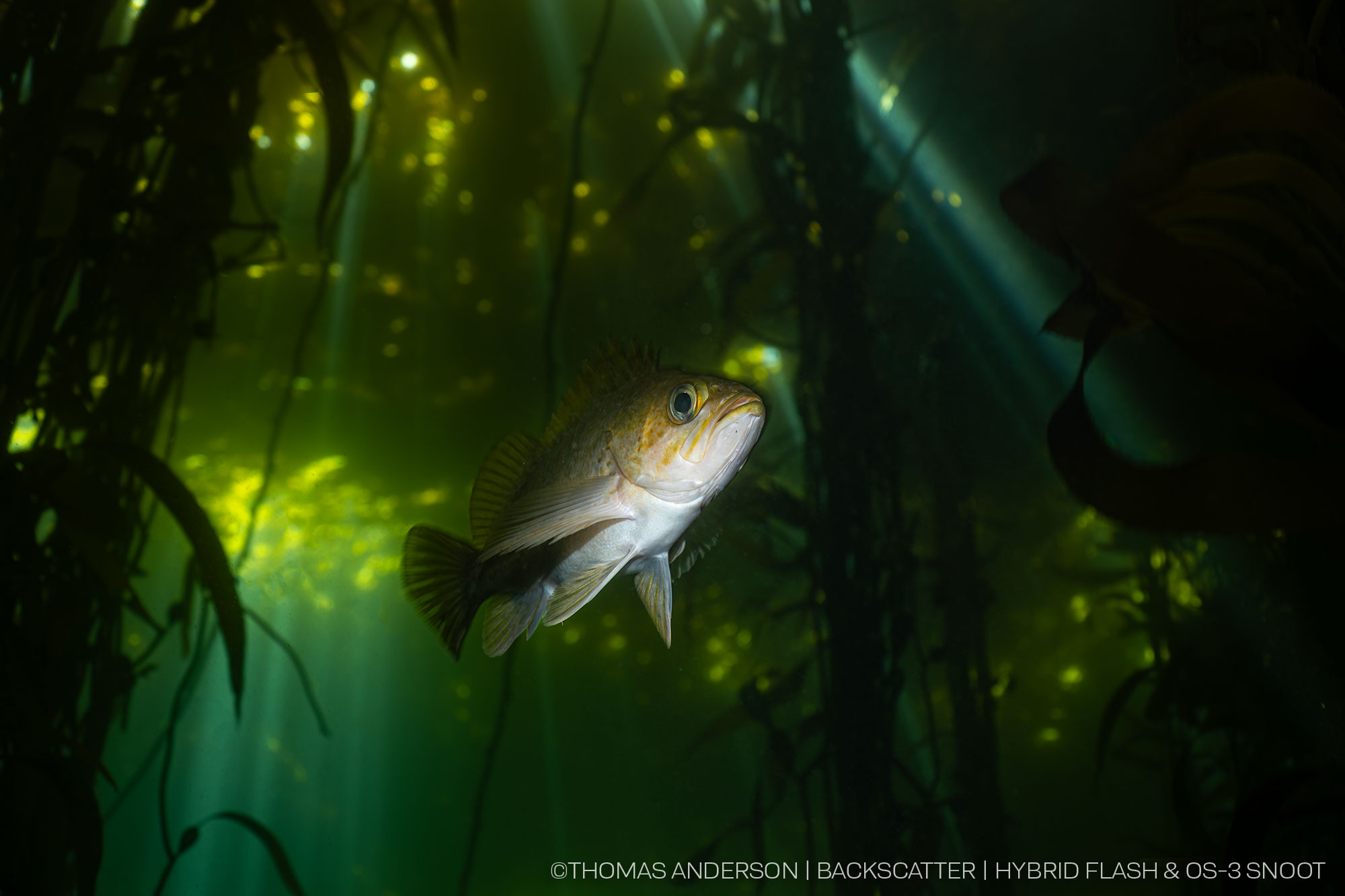 Snoot Fish Underwater Photography - Backscatter