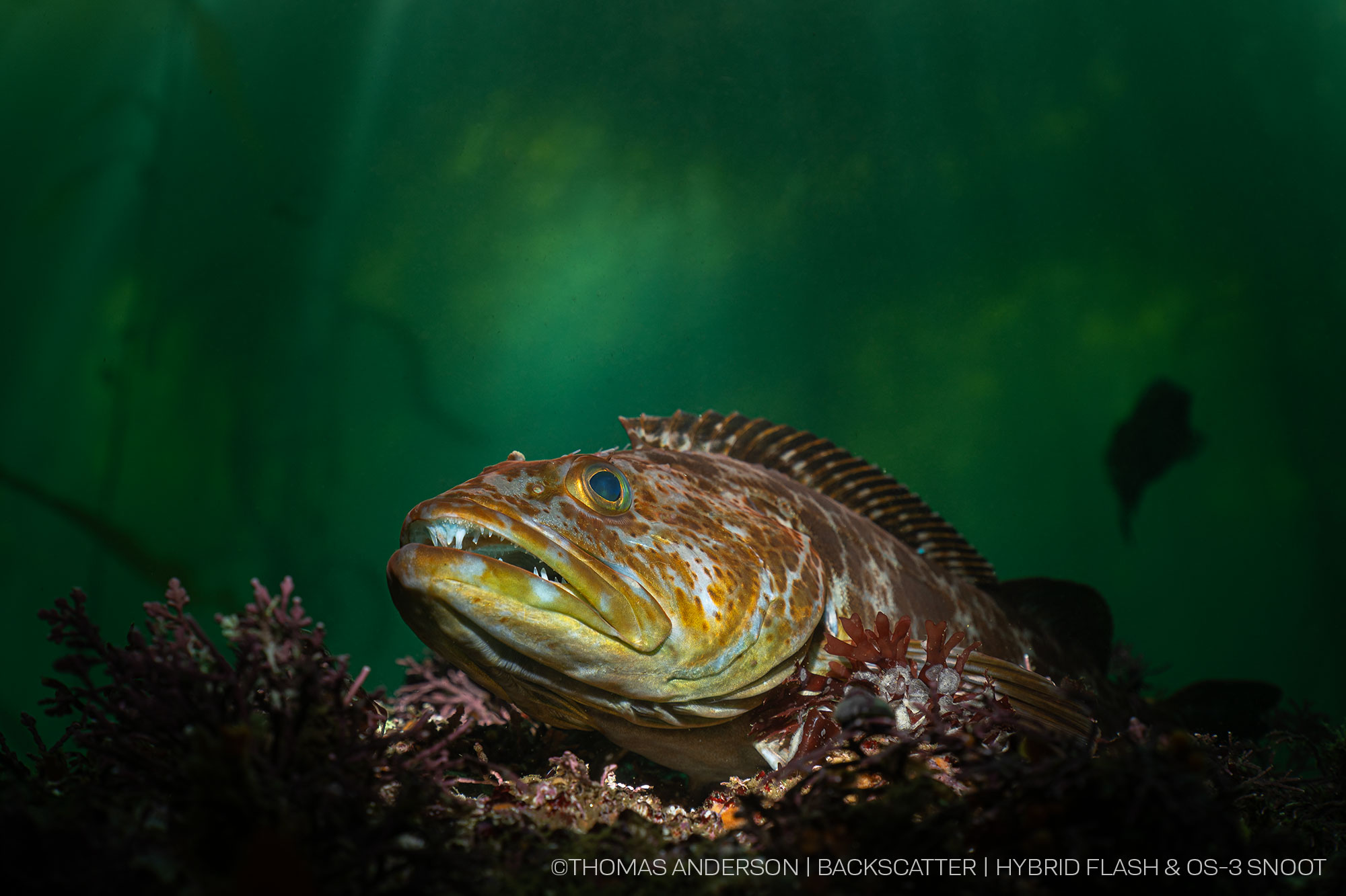 Snoot Fish Underwater Photography - Backscatter