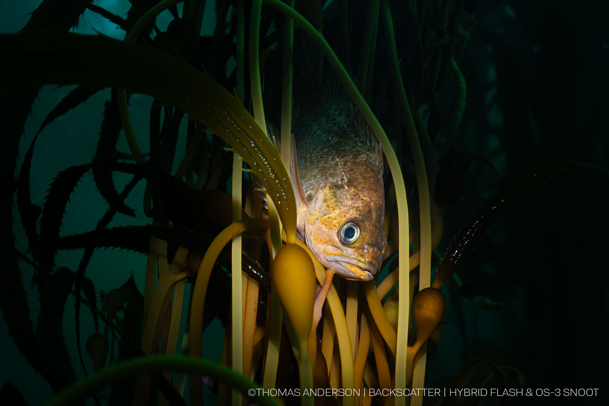 Snoot Fish Underwater Photography - Backscatter