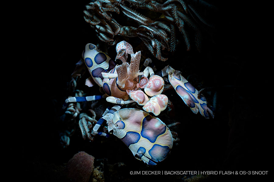 Snoot Fish Underwater Photography - Backscatter