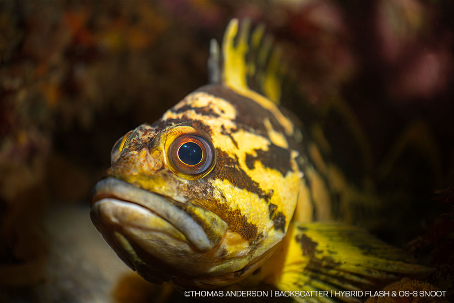 Snoot Fish Underwater Photography - Backscatter