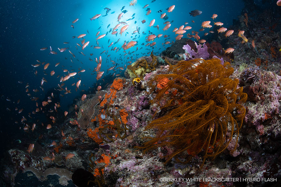 ©BERKLEY WHITE - Backscatter Hybrid Flash Underwater Strobe & Video Light Review - 4500k dome diffuser