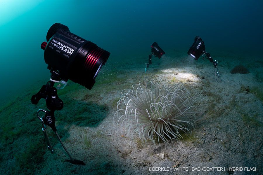 Backscatter Hybrid Flash Underwater Strobe & Video Light Review - Hybrid Flash and MF-2 next to each other on a muck stick