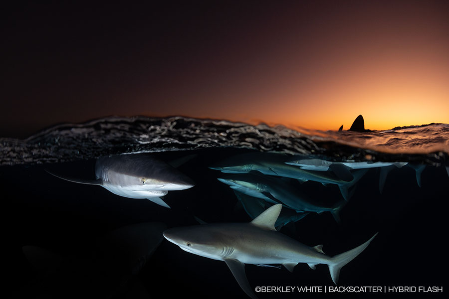 ©Berkley White - Backscatter Hybrid Flash Underwater Strobe & Video Light Review - Sharks in Cuba