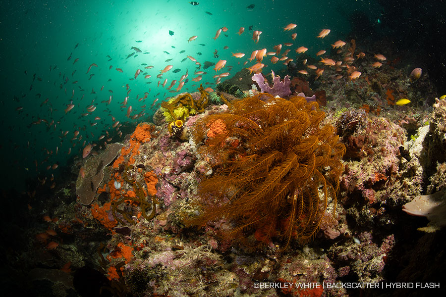 ©BERKLEY WHITE - Backscatter Hybrid Flash Underwater Strobe & Video Light Review - 6400k dome diffuser