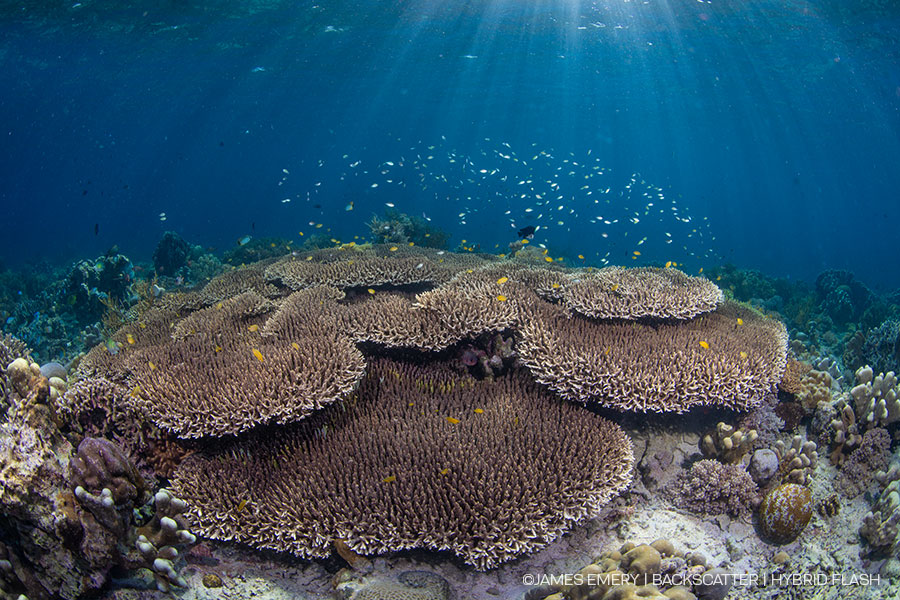 ©James Emery - Backscatter Hybrid Flash Underwater Strobe & Video Light Review - Coral Reef Wide Scene