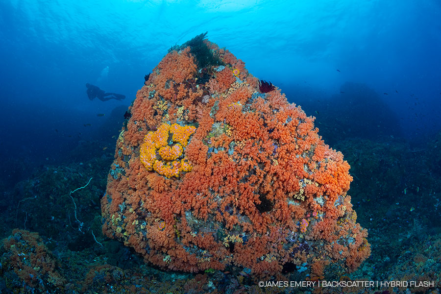 ©James Emery - Backscatter Hybrid Flash Underwater Strobe & Video Light Review - Big Scene Coral