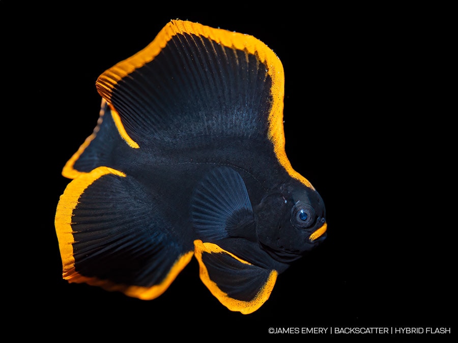 ©James Emery - Backscatter Hybrid Flash Underwater Strobe & Video Light Review - macro shot with TTL