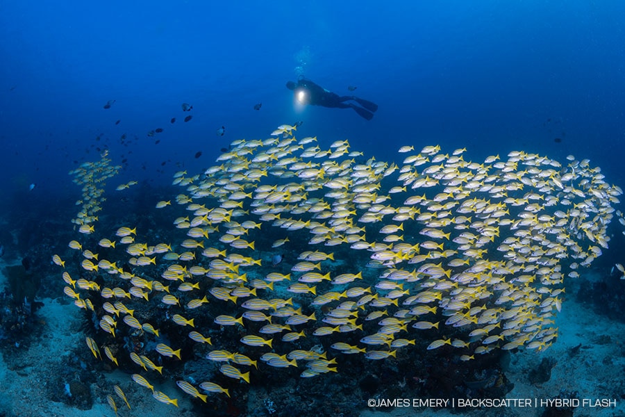 ©James Emery - Backscatter Hybrid Flash Underwater Strobe & Video Light Review - school of fish shot with fisheye