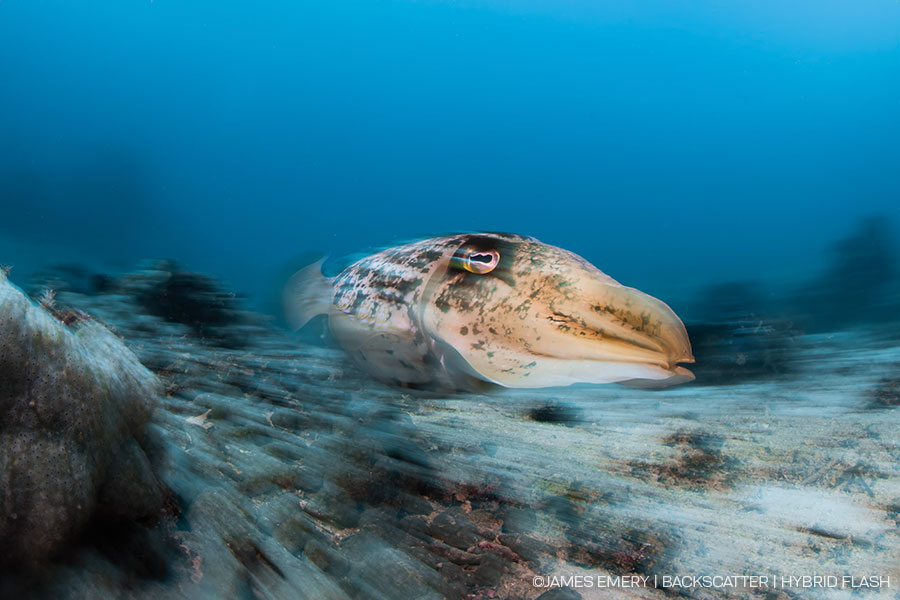 ©James Emery - Backscatter Hybrid Flash Underwater Strobe & Video Light Review - Slow Shutter