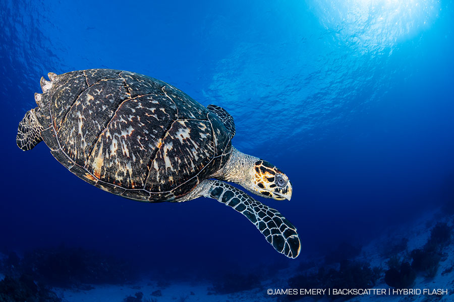 ©James Emery - Backscatter Hybrid Flash Underwater Strobe & Video Light Review - turtle shot with TTL