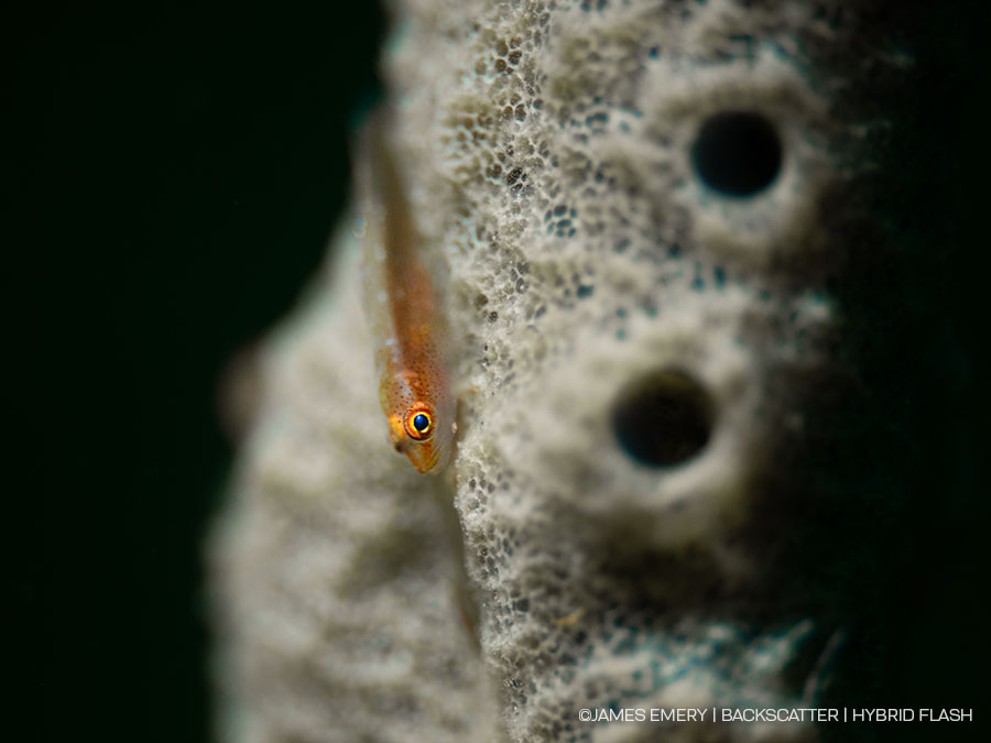 ©James Emery - Backscatter Hybrid Flash Underwater Strobe & Video Light Review - side by side photo with HSS