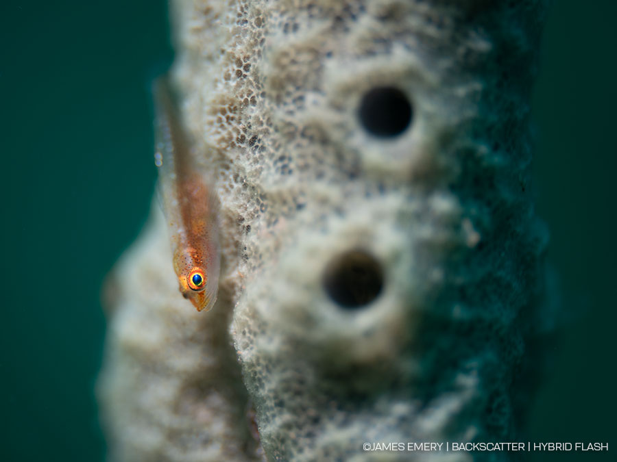 ©James Emery - Backscatter Hybrid Flash Underwater Strobe & Video Light Review - insert side by side photo without HSS