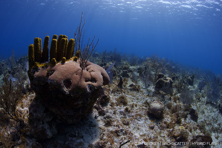 ©Jim Decker - Backscatter Hybrid Flash Underwater Strobe & Video Light Review - before/after ambient light photos side by side