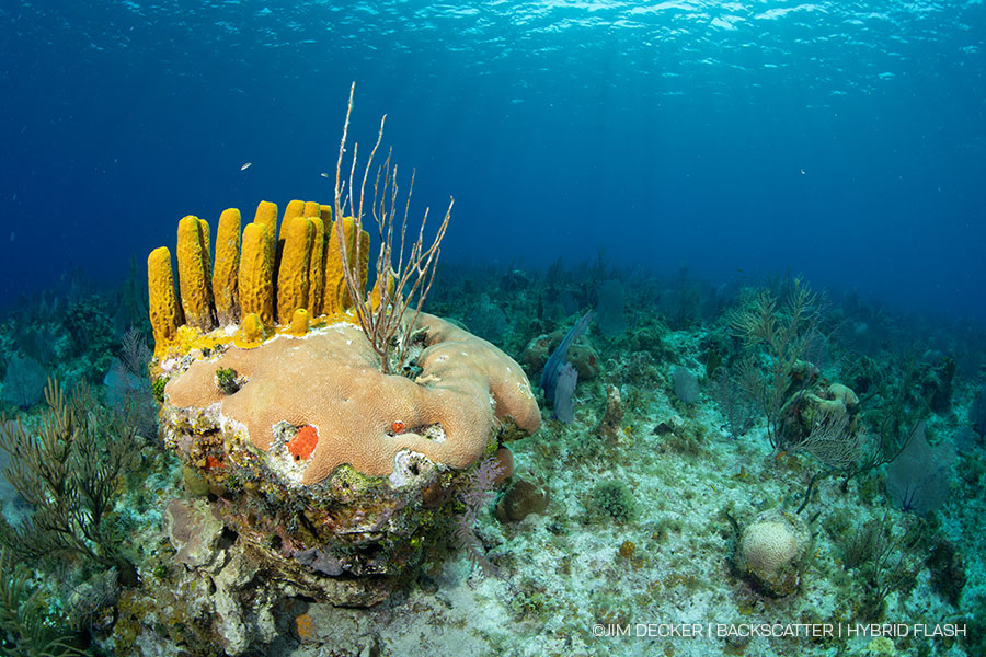 ©Jim Decker - Backscatter Hybrid Flash Underwater Strobe & Video Light Review - before/after ambient light photos side by side